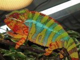 Male Panther Chameleon