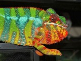 Male Panther Chameleon