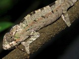 Baby Panther Chameleon