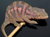 Female Panther Chameleon