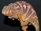 Female Panther Chameleon