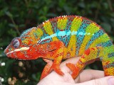 Male Panther Chameleon