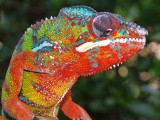 Male Panther Chameleon