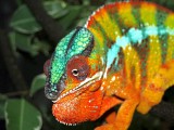 Male Panther Chameleon