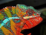 Male Panther Chameleon