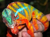 Male Panther Chameleon