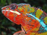 Male Panther Chameleon