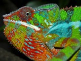 Male Panther Chameleon