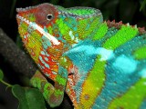 Male Panther Chameleon