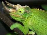 Jacksons Chameleon