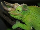 Jacksons Chameleon