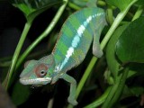 Male Panther Chameleon