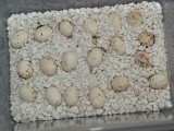 Panther chameleon Eggs