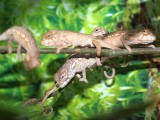 Baby Panther Chameleon