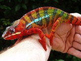 Male Panther Chameleon