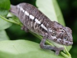 Baby Panther Chameleon