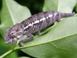 Baby Panther Chameleon