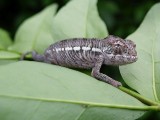 Baby Panther Chameleon