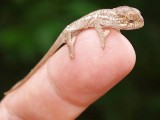 Baby Panther Chameleon