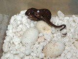 Baby Panther Chameleon