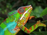 Male Panther Chameleon