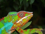 Male Panther Chameleon