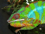 Male Panther Chameleon