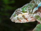 Male Panther Chameleon