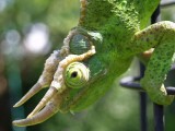 Jacksons Chameleon