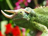 Jacksons Chameleon