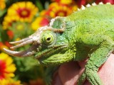 Jacksons Chameleon