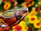 Male Panther Chameleon