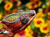 Male Panther Chameleon