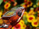 Male Panther Chameleon