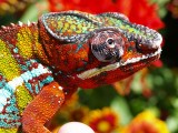 Male Panther Chameleon