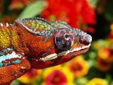 Male Panther Chameleon