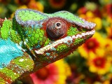 Male Panther Chameleon