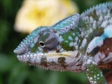 Male Panther Chameleon