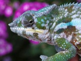 Male Panther Chameleon