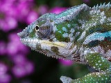 Male Panther Chameleon