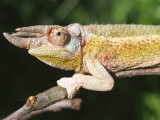 Jacksons Chameleon