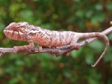 Baby Panther Chameleon