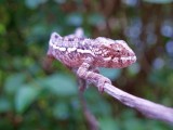 Baby Panther Chameleon