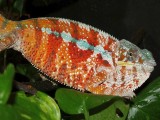 Male Panther Chameleon