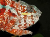 Male Panther Chameleon