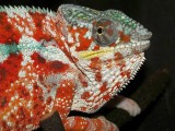 Male Panther Chameleon