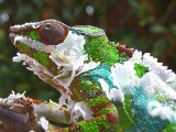 Male Panther Chameleon