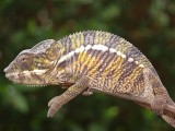 Baby Panther Chameleon