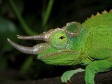 Jacksons Chameleon