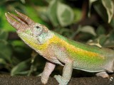 Jacksons Chameleon